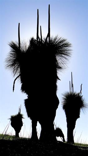 Grass Tress (Black Boys), WA. 